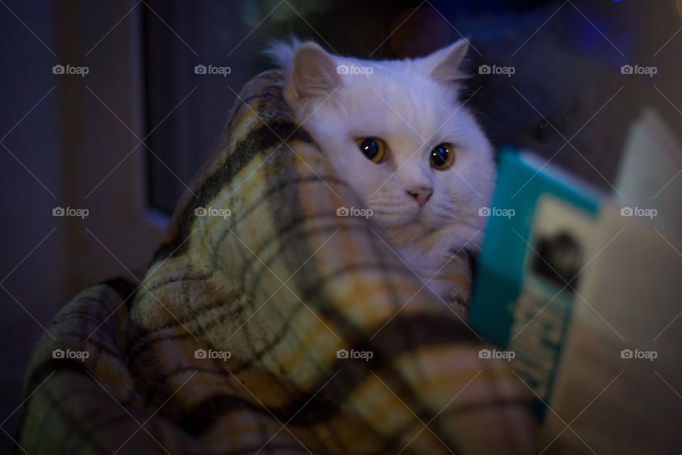 Cat reads a book