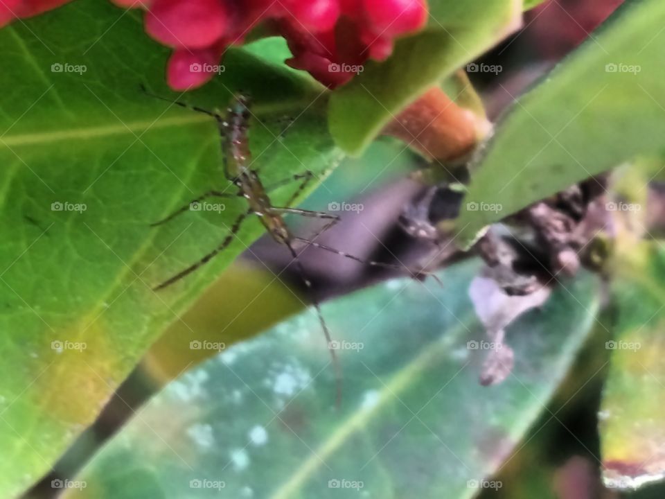 Inseto em uma folha. Rio dos Cedros SC Brasil. 
Insect in a leaf. Rio dos Cedros, SC, Brazil.