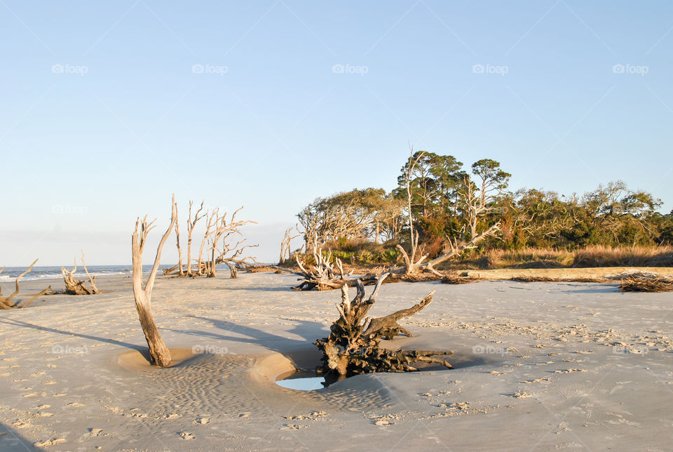 Driftwoods on beach