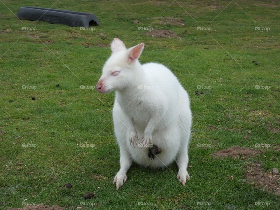 A wallaby with a joey 