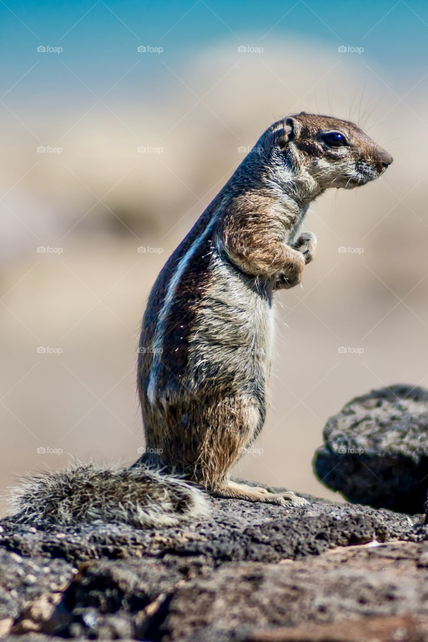 Meerkat