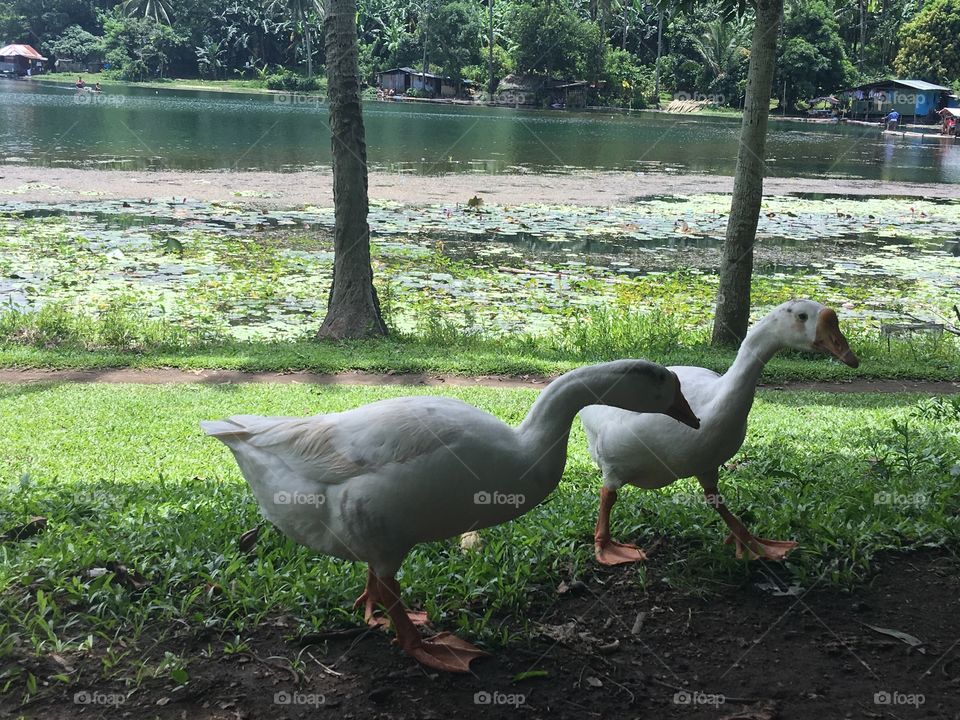 Goose &duck 1