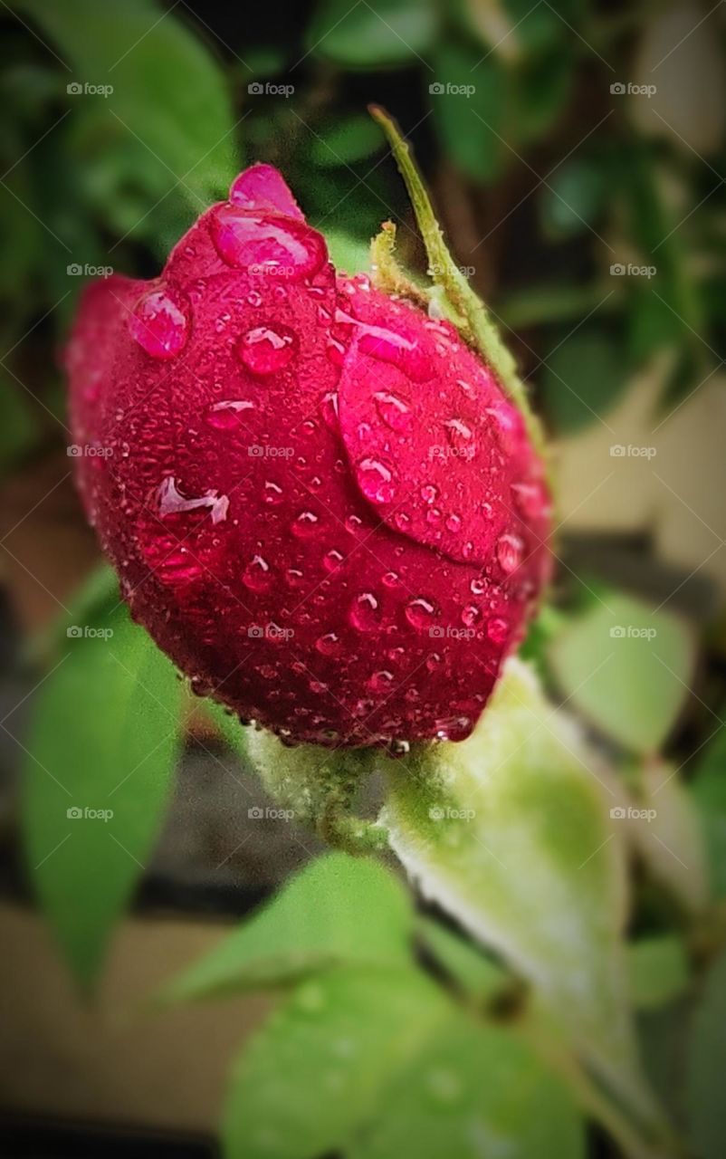 rose bud