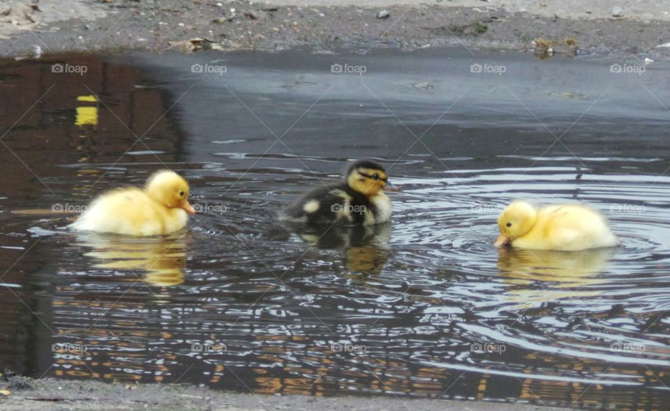 Ducklings swimming
wild mallard /
Anas platyrhynchos
The domestic duck, like other poultry species.
Mallards live in wetlands, eat water plants and small animals, and are social animals preferring to congregate in groups or flocks of varying sizes. This species is the main ancestor of most breeds of domesticated ducks.