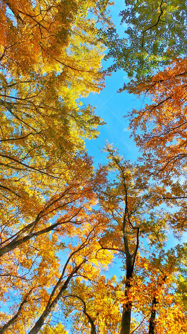 Low angle view of trees against sky