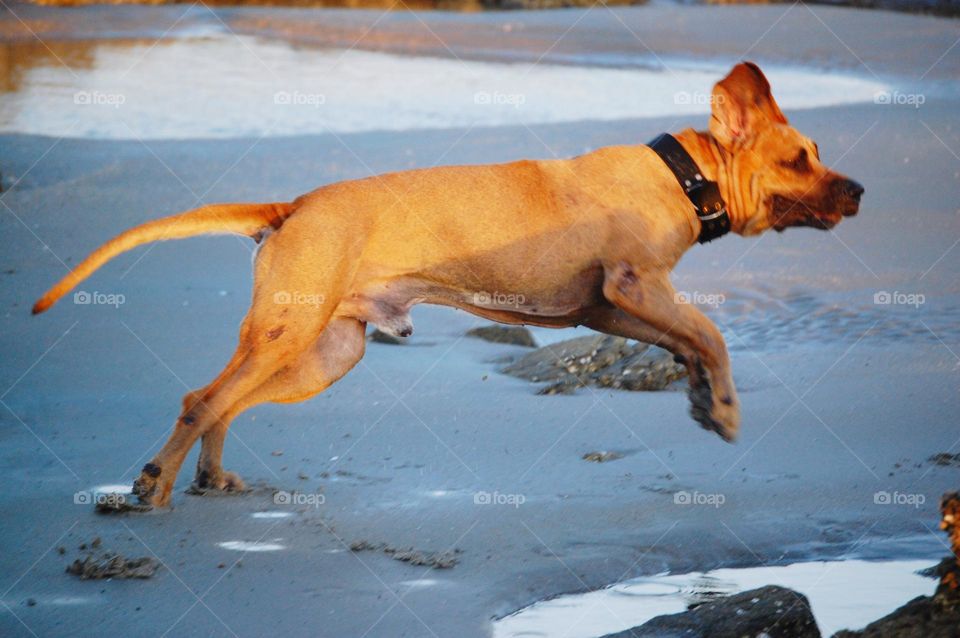 Dog running in the beach 