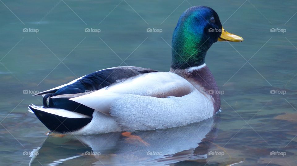 Duck in a pond on cold winter day 