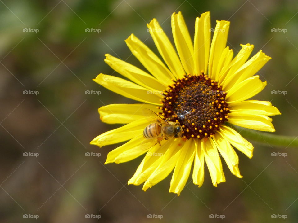 Bee on wild sunflower 