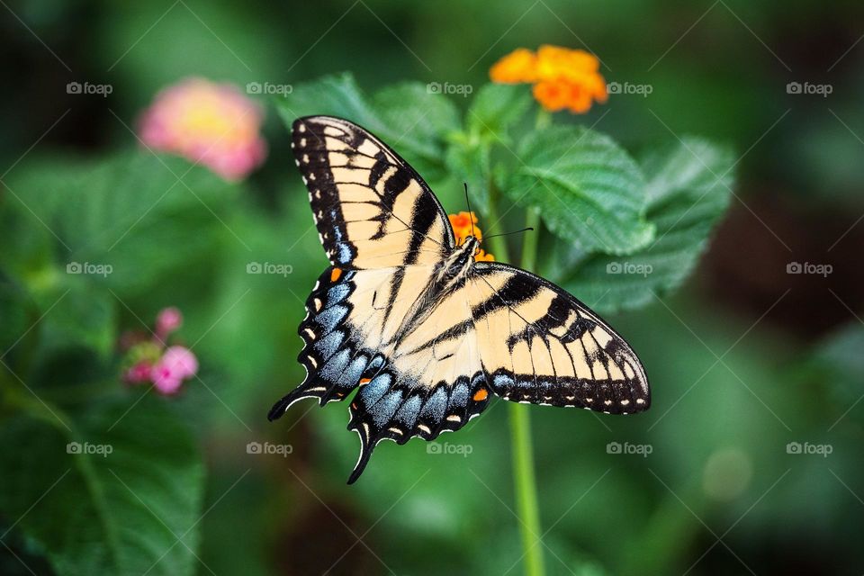 Beautiful and colourful butterfly