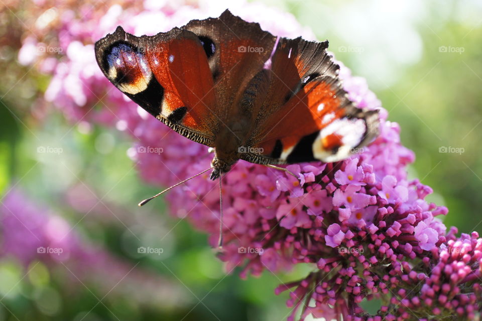 Butterfly on purple flower