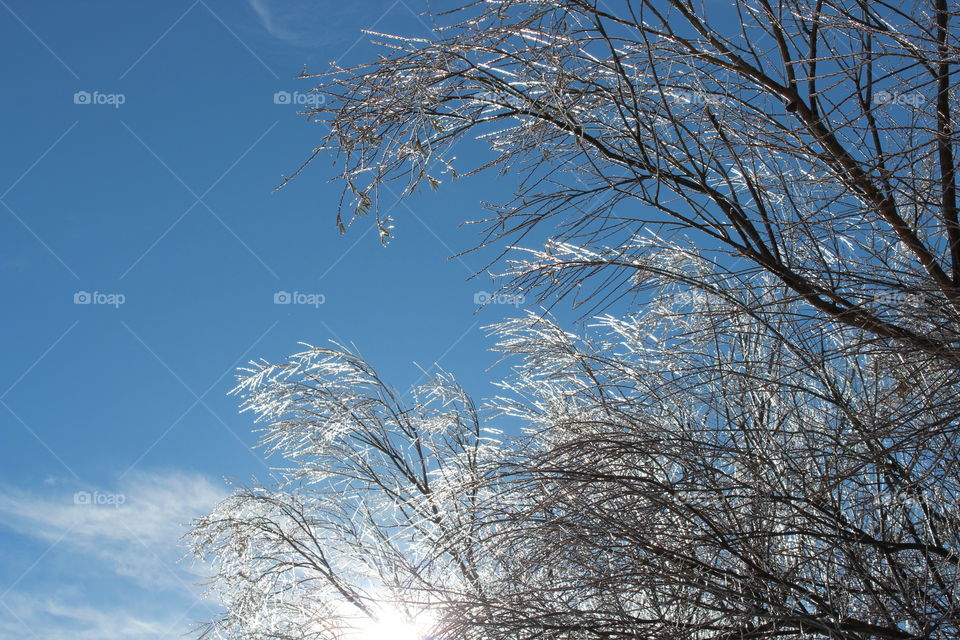 Winter Trees 