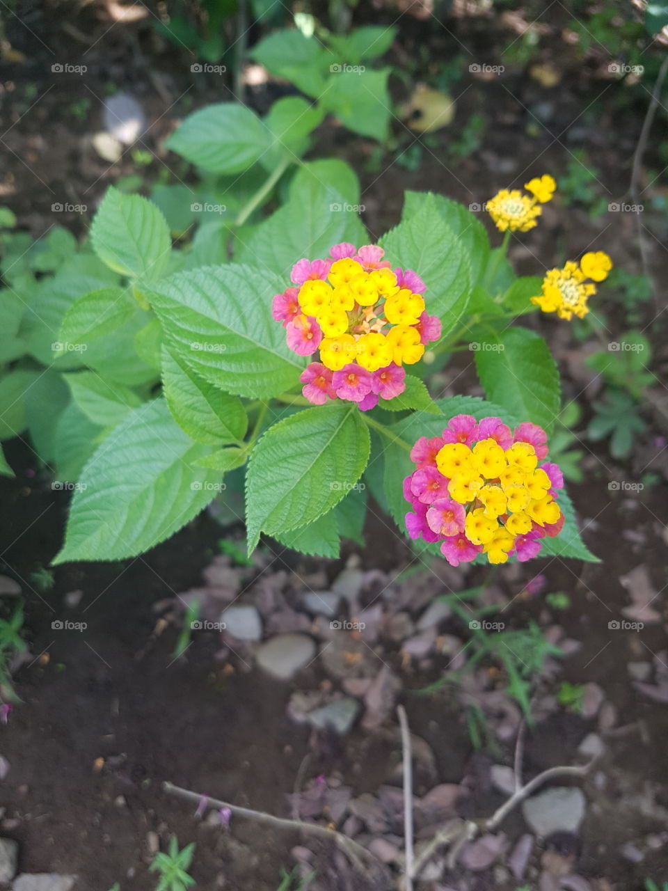 pink and yellow couple flowers