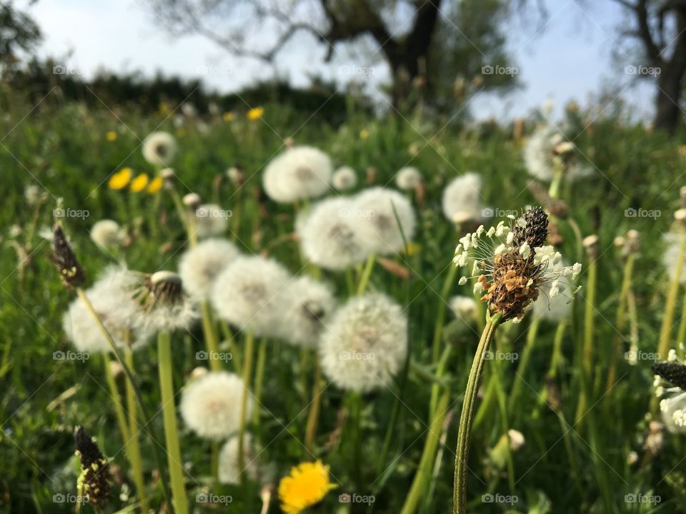 Reminds me of my Grandpa every time I see one of these weeds ... not the dandelion clocks but the foreground wild flower ... he showed me how to wrap the stalk around the head and pull ... we would see who could fire it the furthest 😂