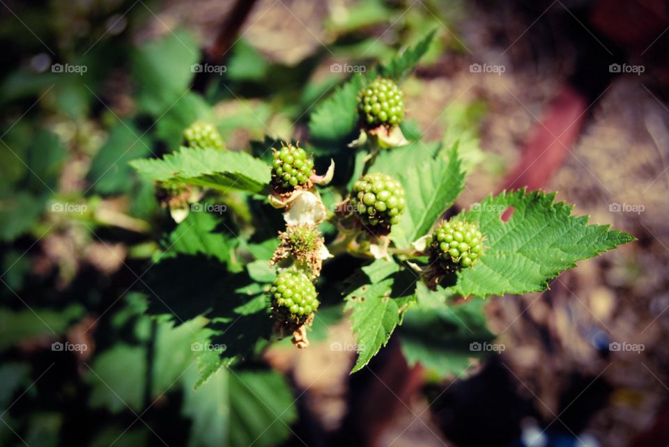 Blackberry patch