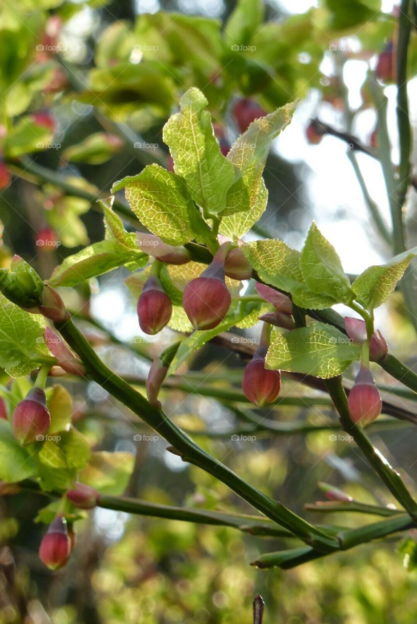 blueberries flowering