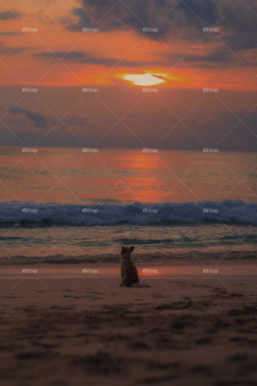 a dog is enjoying the sunset on the beach