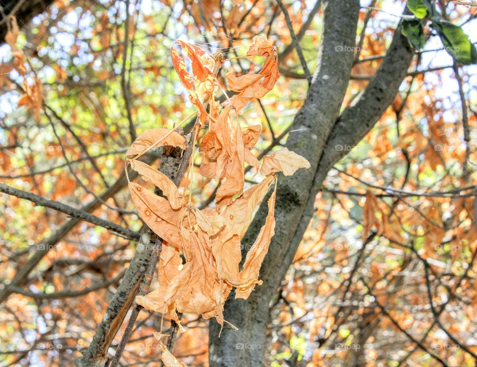 Nature's brown leaves