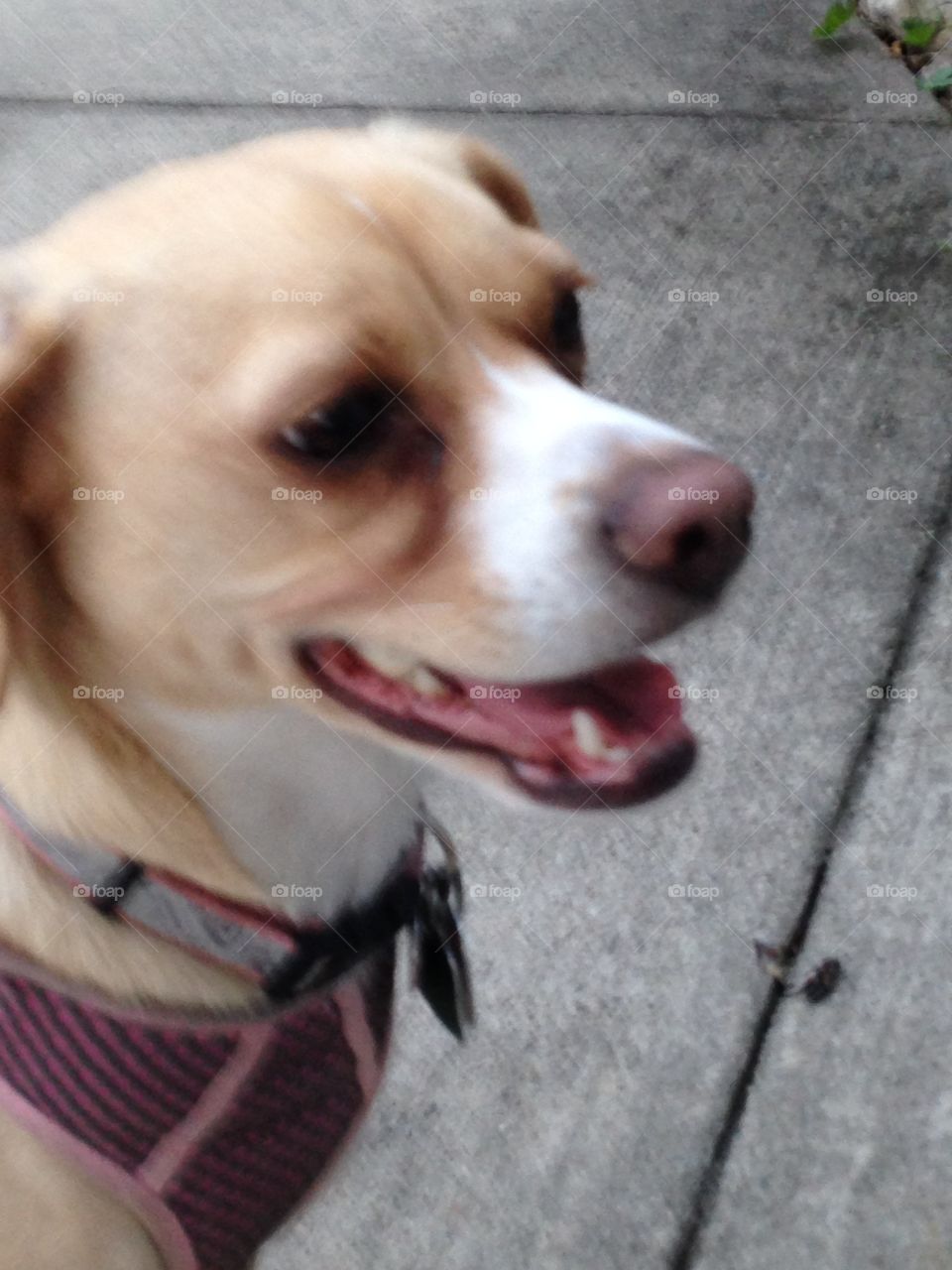 Smiling Peanut Butter