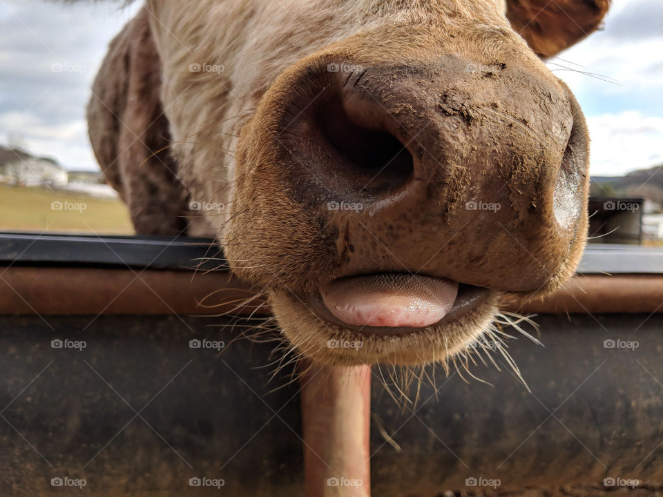 cow tongue up close