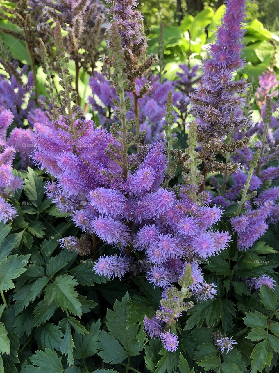 Summer bright purple floral in full bloom in Milwaukee, Wisconsin. Photos can be used for both print or digital. Pics taken using iPhone 8. 