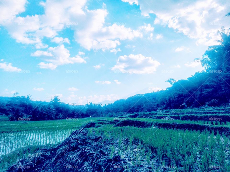 Rice field view