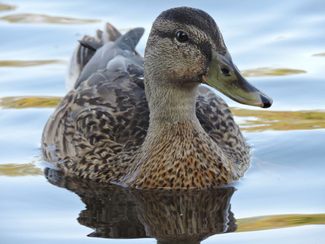 Duck on water