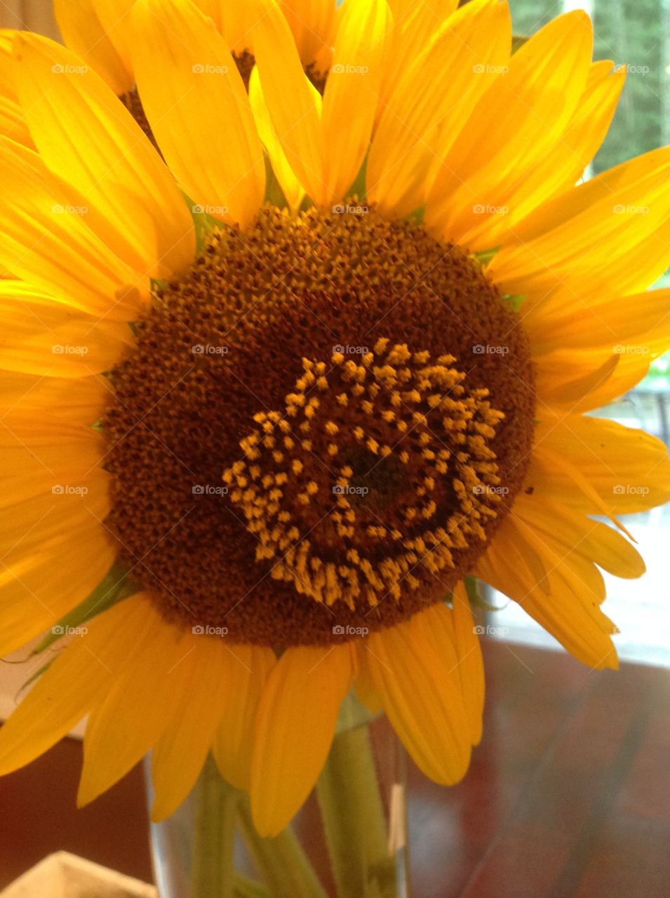 A close-up of a beautiful sunflower.