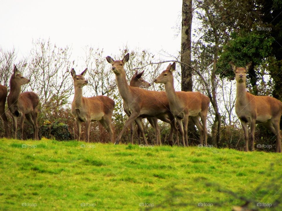 Exmoor deer keeping watch