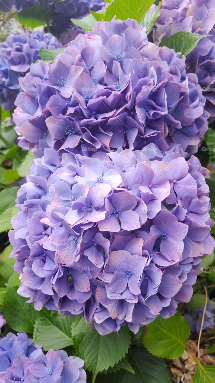 hydrangea