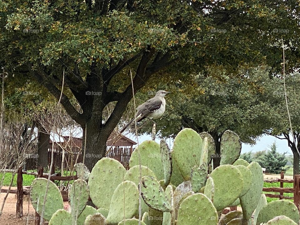 A closeup of a bird on cactus