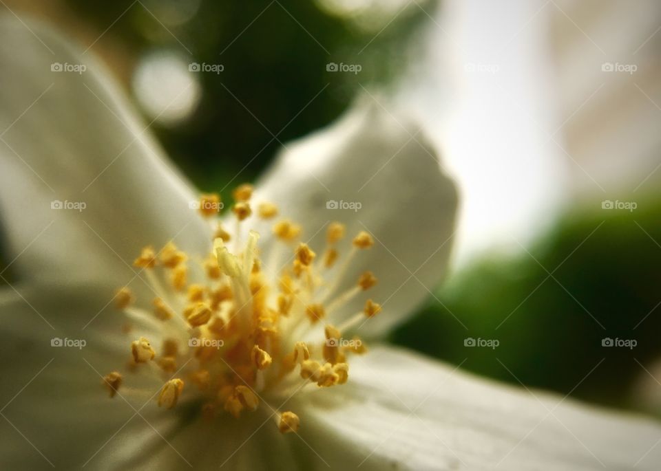 Yellow nice flower, blurred