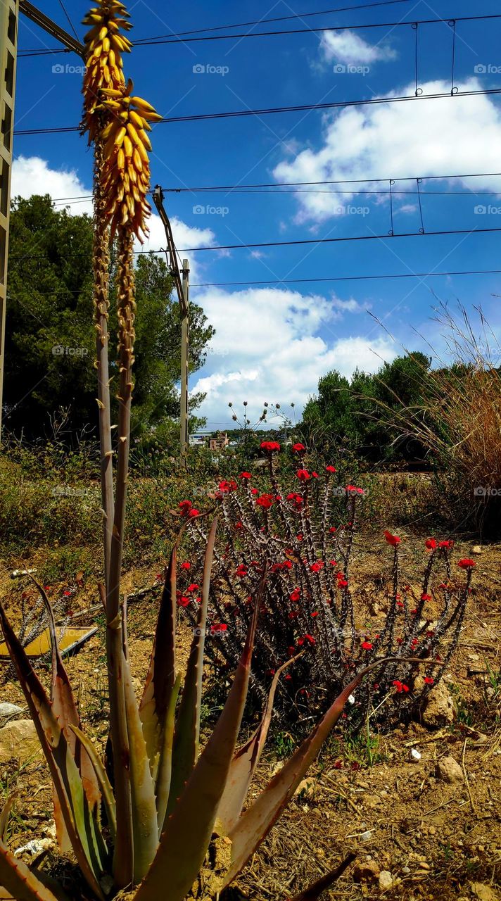 aloe vera, euphorbia gottlebei and... no train.