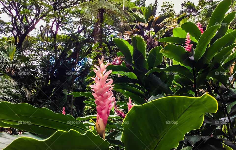 Ginger at Hawaii Tropical Botanical Garden