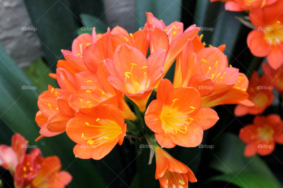 spring flowers nature orange by vixlens