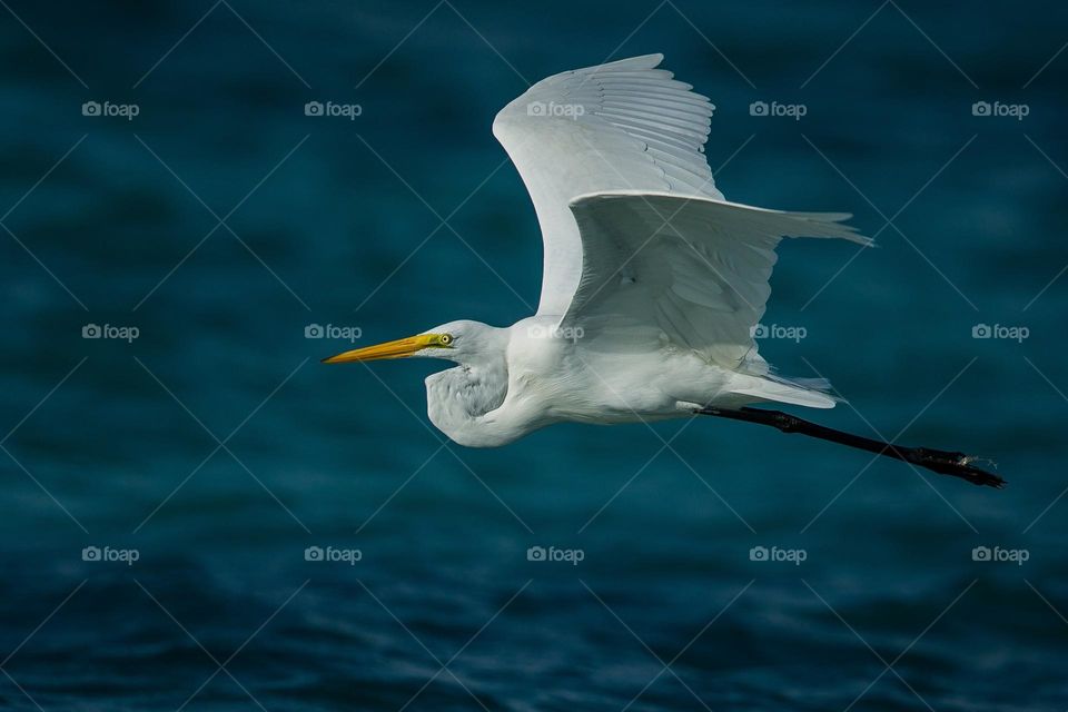 a white bird is flying near the water's surface