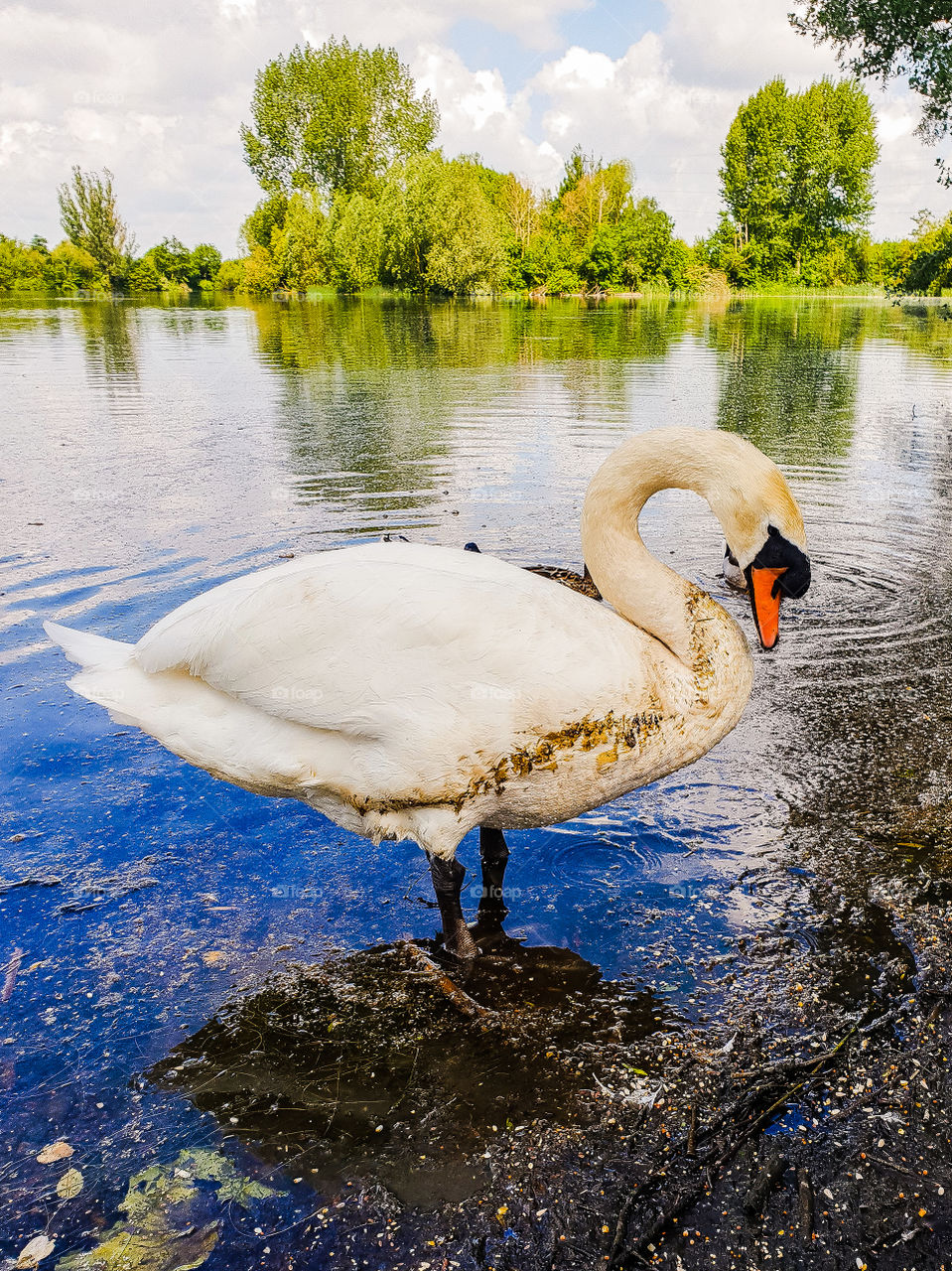 swan in clear blue lake