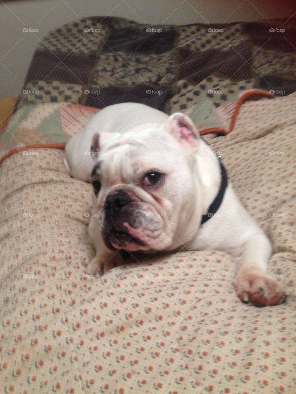 Bulldog lounging on bed