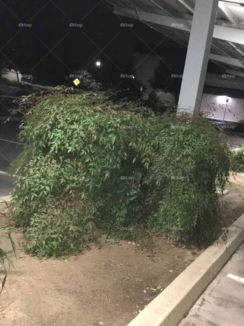 Shrubs at the church parking lot at night. They appear to be shaggy interestingly.