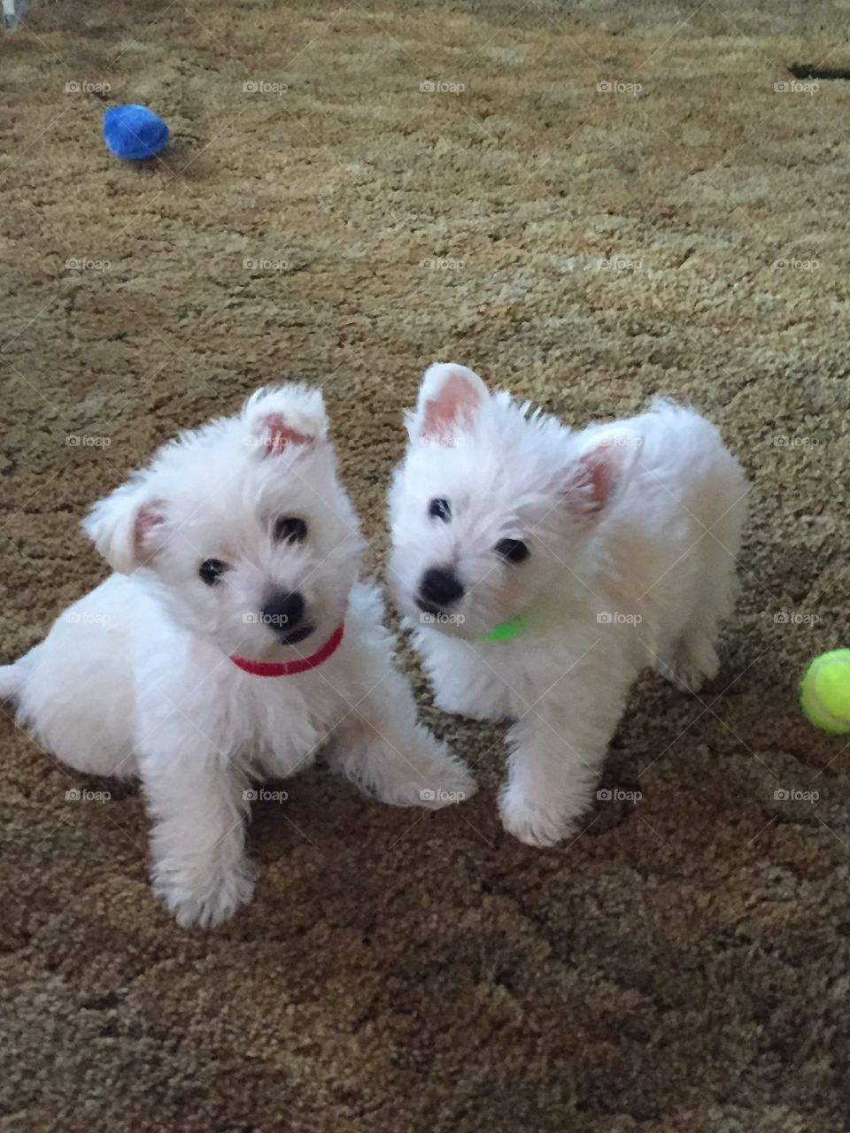 Westie Puppies!
