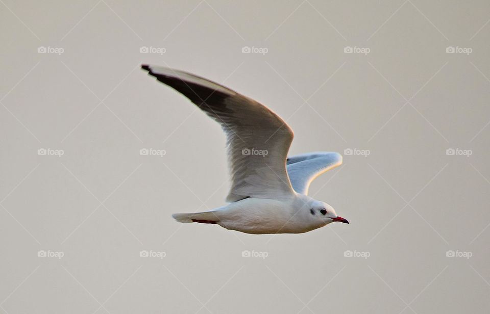 A seagull in flight