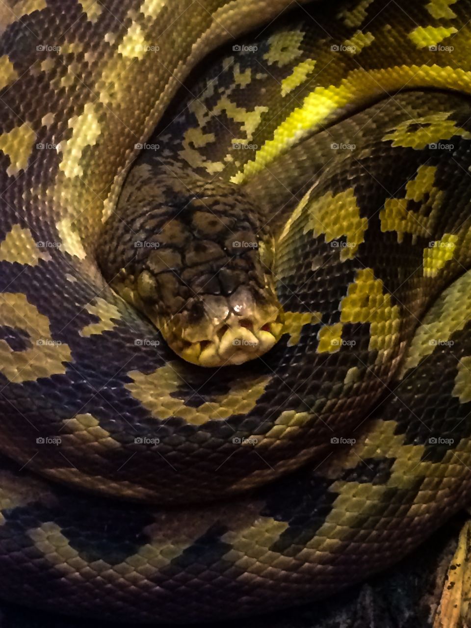 Python