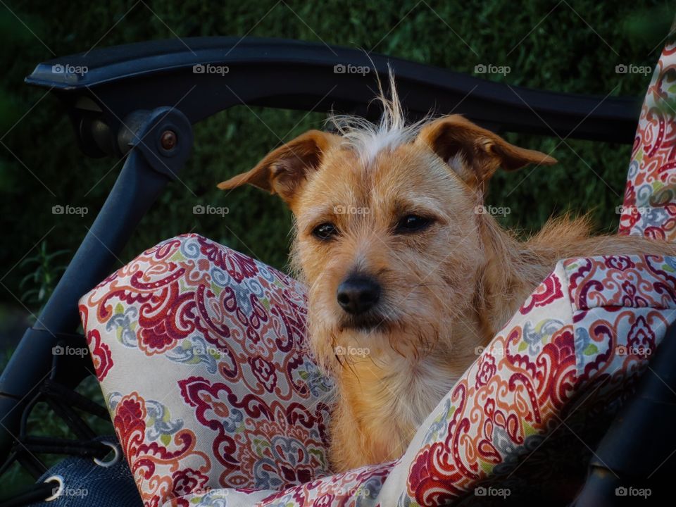 Patterdale Terrier 