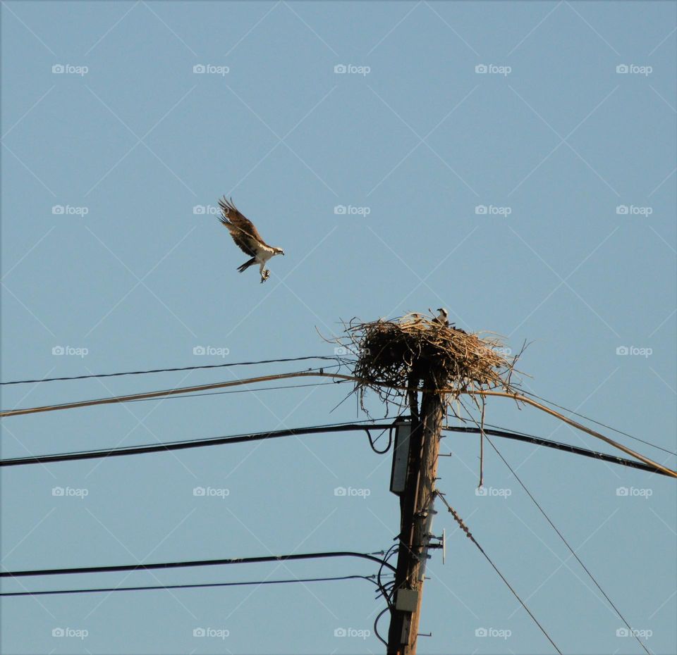 Urban nature for a family of birds they call home.
