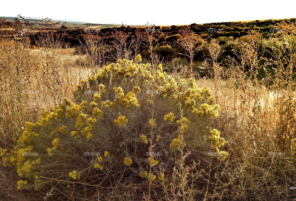 Landscape, Nature, Field, Flora, Outdoors