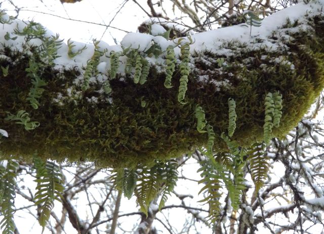 Snowy tree branch with fern growing on it 