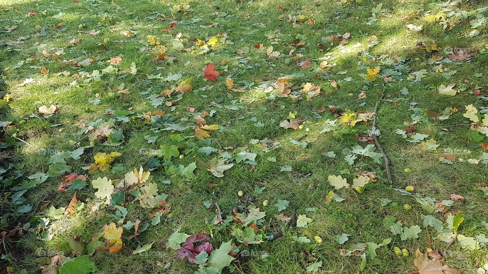 Fall leaves in the grass - höstlöv i gräs 