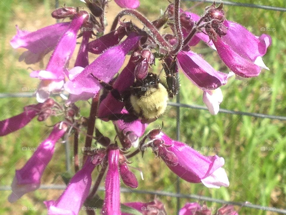 Bumblebee hard at work 