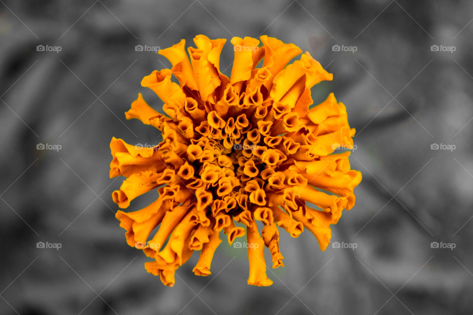 Orange nested flower petals