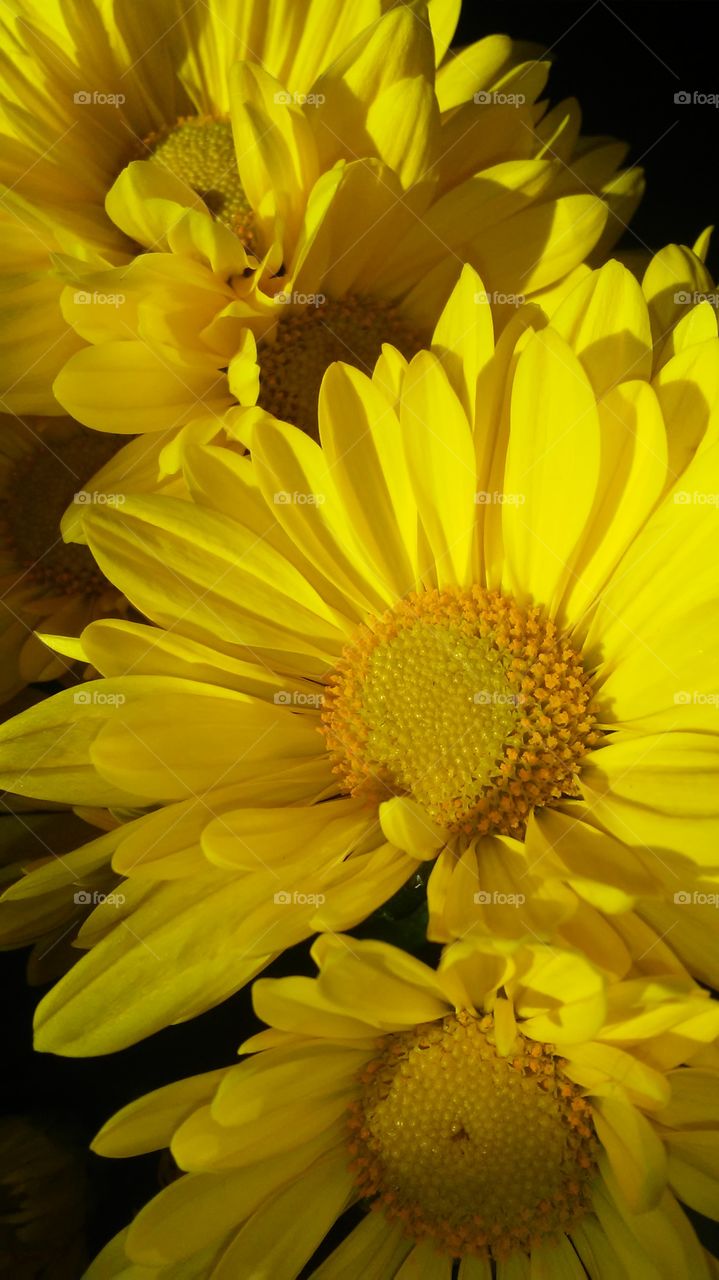 Nature, Flower, Flora, No Person, Summer