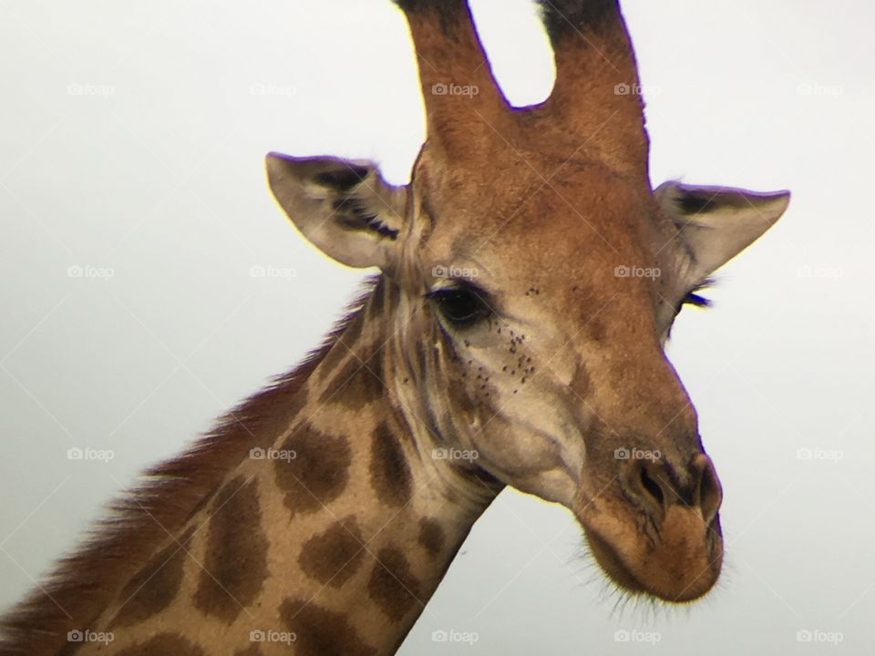 Giraffe close up 
